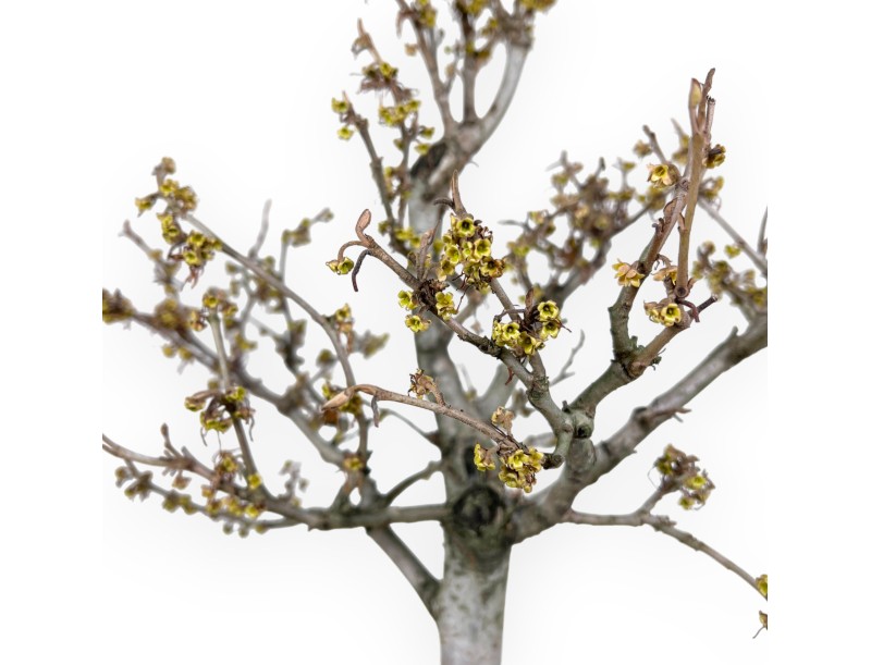 Hamamelis Bonsai von 65 cm | Oval rot Topf