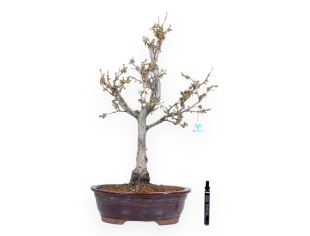 Bonsai di Hamamelis da 65 cm | Vaso ovale rosso