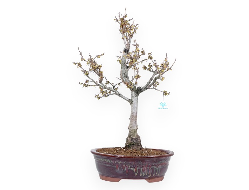 Hamamelis bonsai 65 cm | Red oval pot