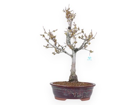 Hamamelis bonsai 65 cm | Red oval pot