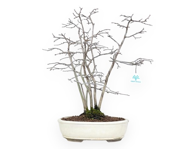 Diospyros kaki bonsai de 50 cm | Pot ovale beige