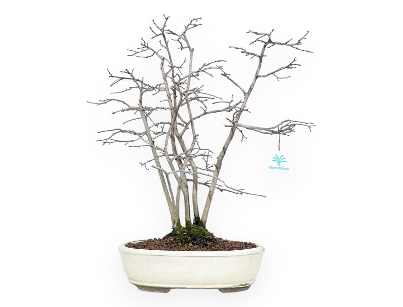 Diospyros kaki bonsai de 50 cm | Pot ovale beige
