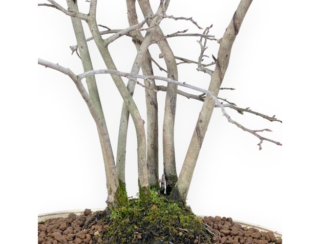 Diospyros kaki bonsai de 50 cm | Maceta oval beige 2