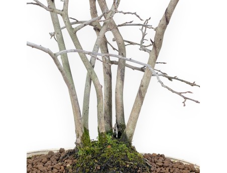 Diospyros kaki bonsai de 50 cm | Maceta oval beige