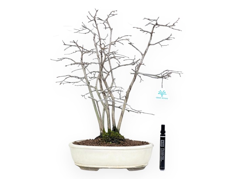 Diospyros kaki bonsai de 50 cm | Pot ovale beige