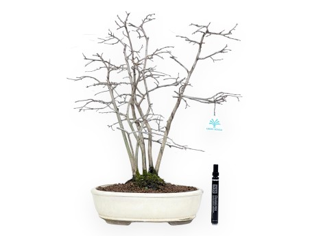 Diospyros kaki bonsai de 50 cm | Pot ovale beige