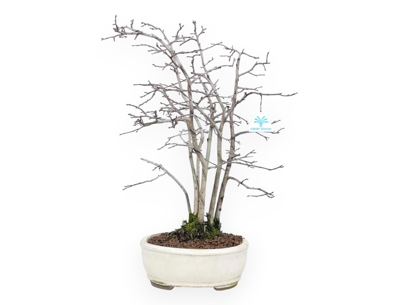 Diospyros kaki bonsai de 50 cm | Maceta oval beige
