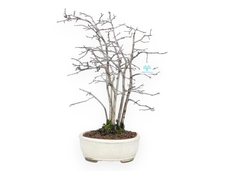 Diospyros kaki bonsai 50 cm | Beige oval pot