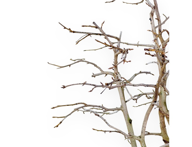 Diospyros kaki bonsai de 50 cm | Pot ovale beige