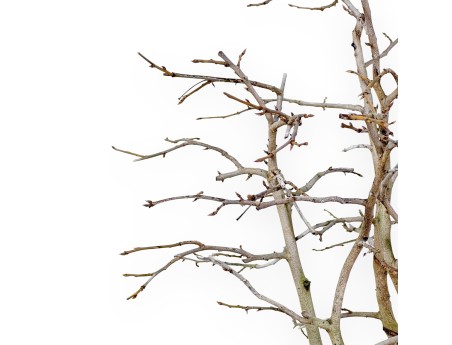 Diospyros kaki bonsai 50 cm | Beige oval pot