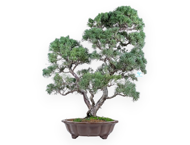 Enebro bonsái 69 cm | Maceta en forma de flor de gres