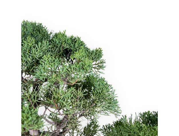 Bonsaï de genévrier de 69 cm | Pot en forme de fleur en grès 2