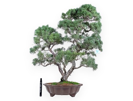 Jeneverbes bonsai 69 cm | Bloemvorm ongeglazuurde pot