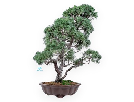 Bonsai di ginepro da 58 cm | Vaso rettangolare grès