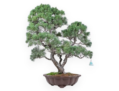 Bonsai di ginepro da 58 cm | Vaso rettangolare grès