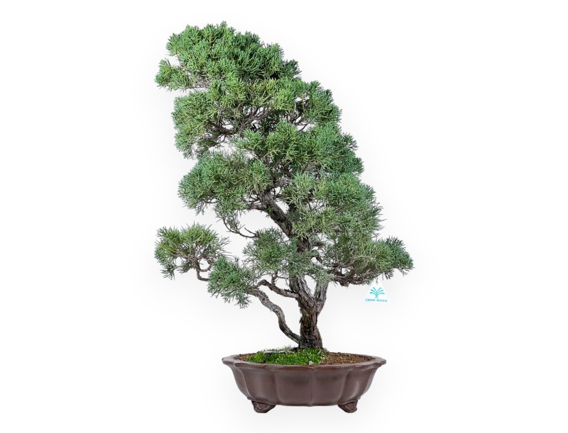 Bonsai di ginepro da 58 cm | Vaso rettangolare grès