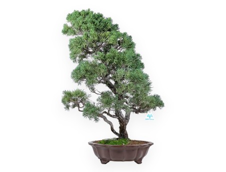 Jeneverbes bonsai 69 cm | Bloemvorm ongeglazuurde pot