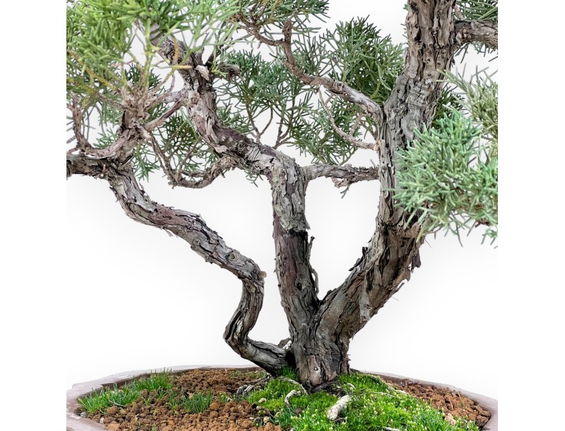 Bonsaï de genévrier de 69 cm | Pot en forme de fleur en grès