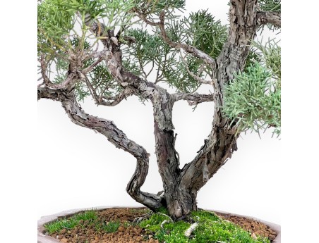 Enebro bonsái 69 cm | Maceta en forma de flor de gres