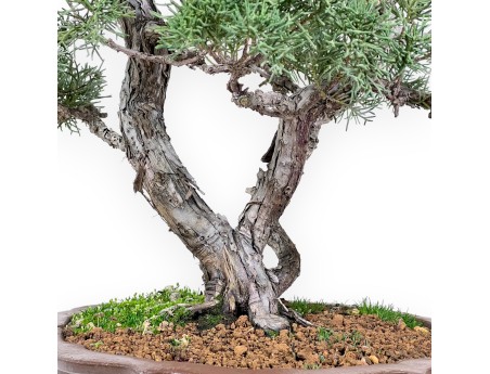 Enebro bonsái 69 cm | Maceta en forma de flor de gres