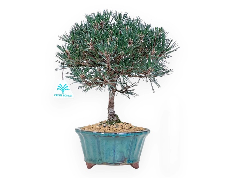 Pine bonsai 32 cm | Green lotus flower Pot