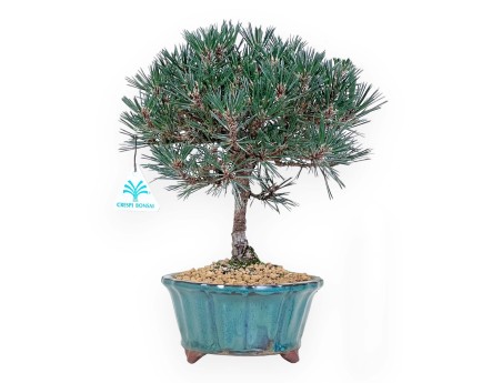 Den bonsai van 32 cm | Groen lotus bloemvorm pot