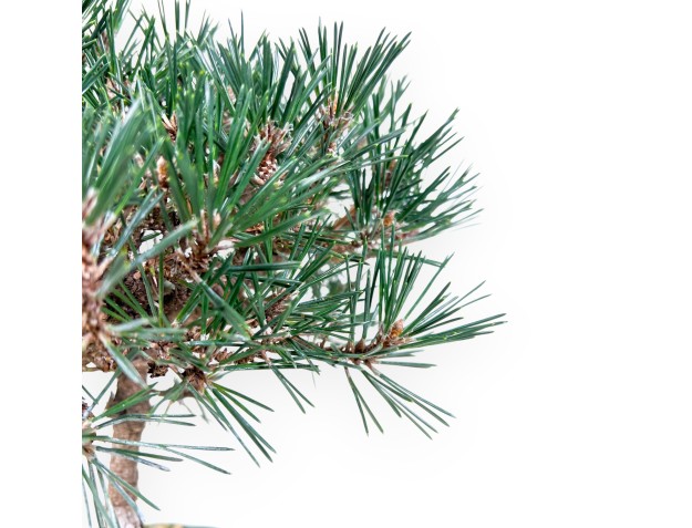 Pine bonsai 32 cm | Green lotus flower Pot 2