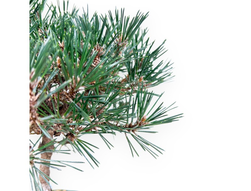 Pine bonsai 32 cm | Green lotus flower Pot