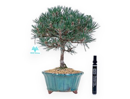 Pine bonsai 32 cm | Green lotus flower Pot