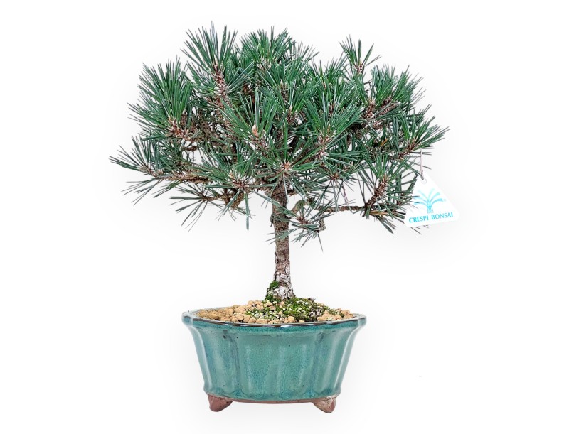 Den bonsai van 32 cm | Groen lotus bloemvorm pot