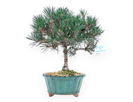 Den bonsai van 32 cm | Groen lotus bloemvorm pot