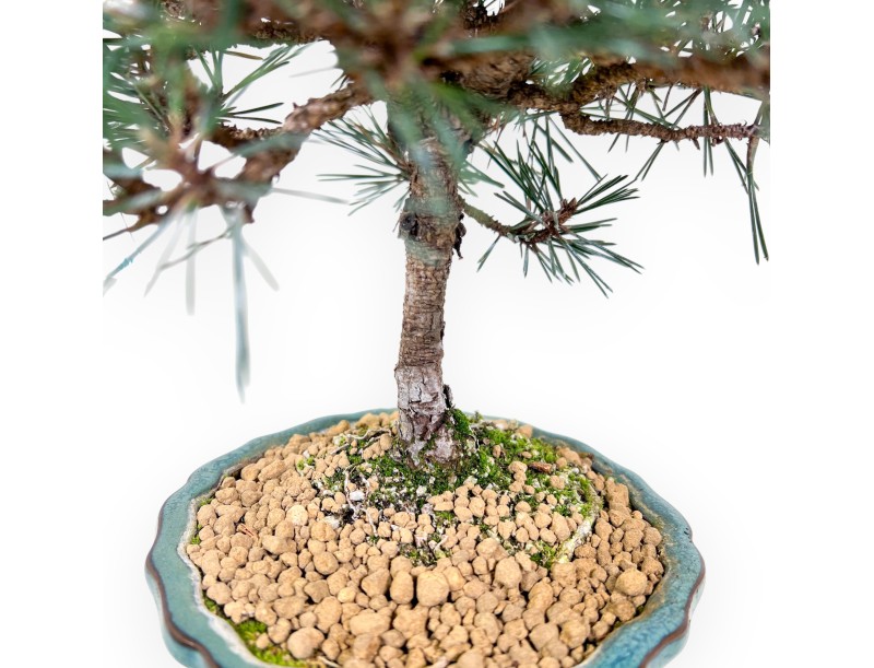 Bonsai di Pino da 32 cm | Vaso a fiore di loto verde