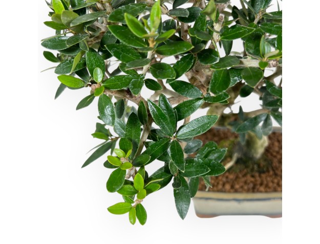 Olea bonsai de 34 cm | Pot rectangulaire olive vert 2