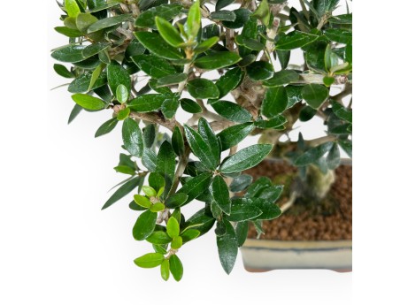 Olea bonsai 34 cm | Olive green rectangular pot