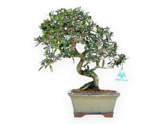Olea bonsai de 34 cm | Maceta rectangular verde oliva