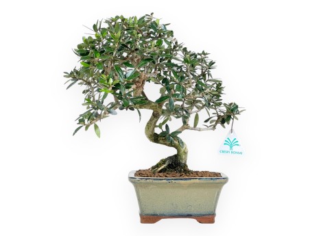 Olea bonsai 34 cm | Olive green rectangular pot