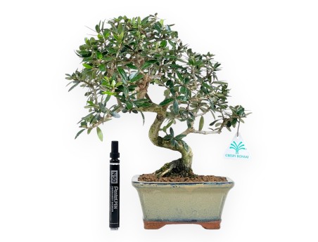 Olea Bonsai van 34 cm | Olijfgroen rechthoekige pot