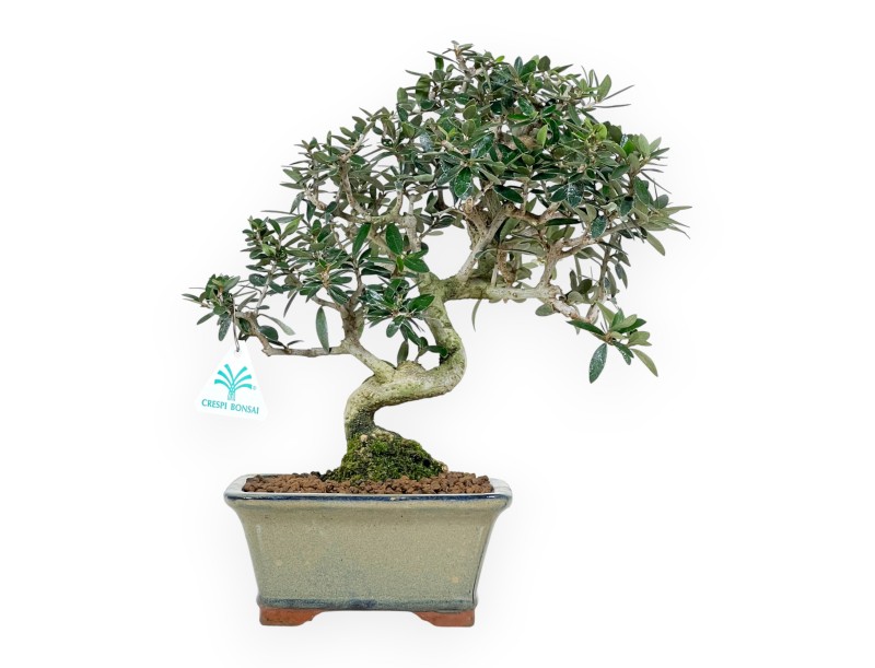 Olea bonsai de 34 cm | Maceta rectangular verde oliva