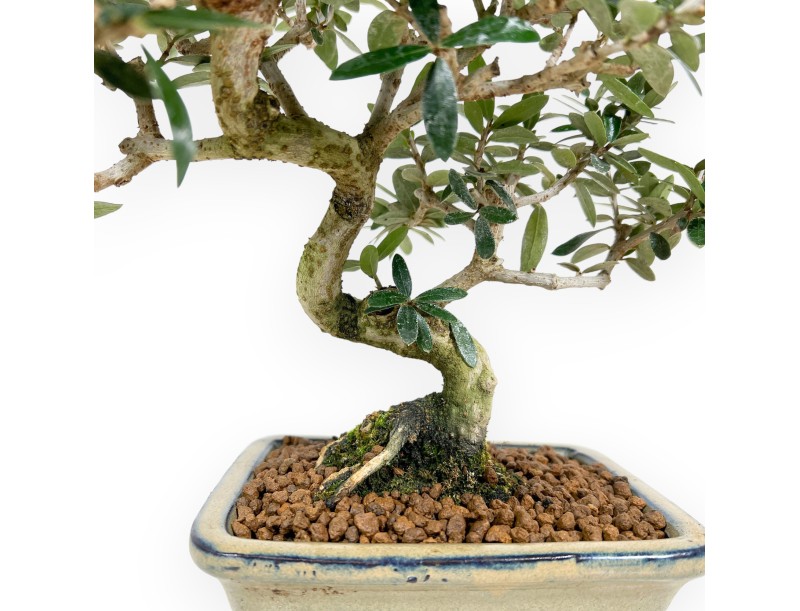 Olea bonsai de 34 cm | Maceta rectangular verde oliva