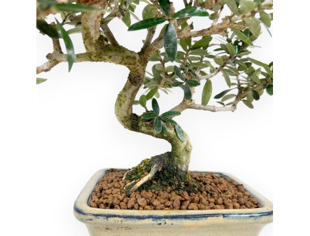 Olea Bonsai van 34 cm | Olijfgroen rechthoekige pot