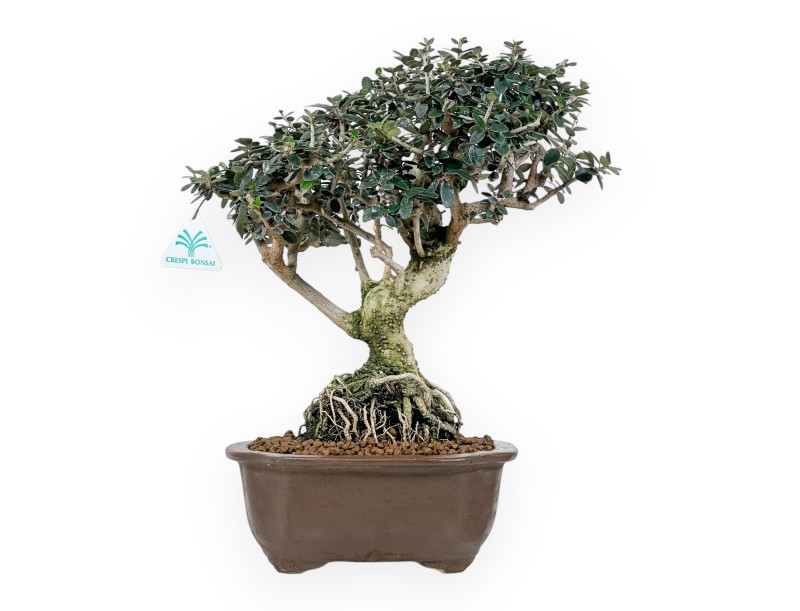 Olea Bonsai van 37 cm | Wolk ongeglazuurde pot