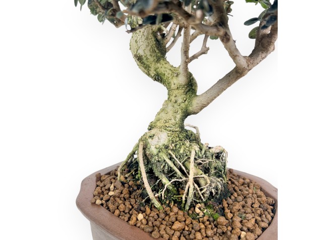 Olea bonsai de 37 cm | Maceta nube de gres 2
