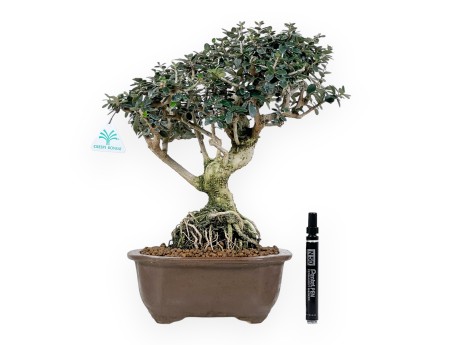 Olea Bonsai van 37 cm | Wolk ongeglazuurde pot