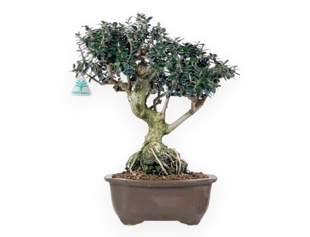 Olea bonsai 37 cm | Cloud stoneware pot