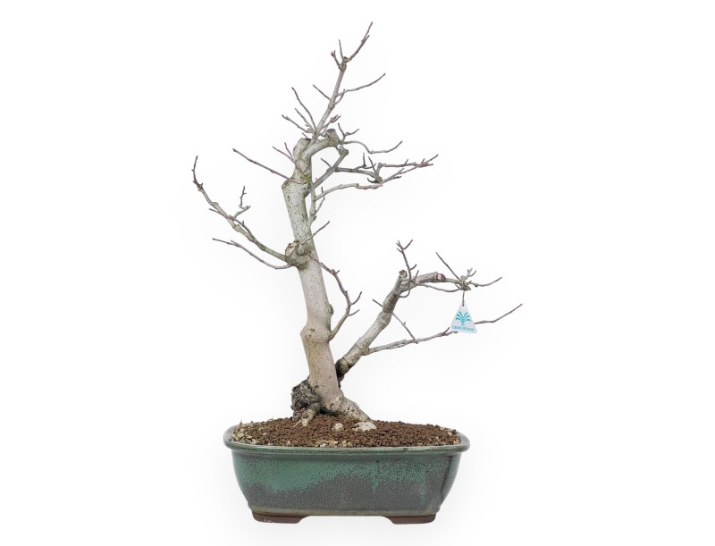 Bonsai di magnolia da 65 cm | Vaso rettangolare verde