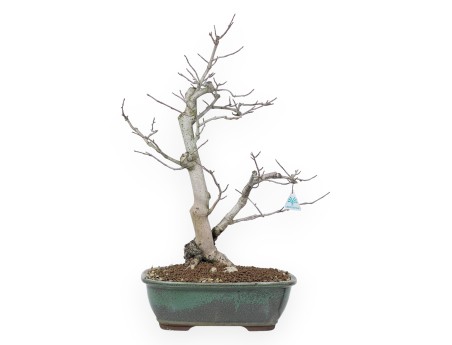 Bonsai di magnolia da 65 cm | Vaso rettangolare verde