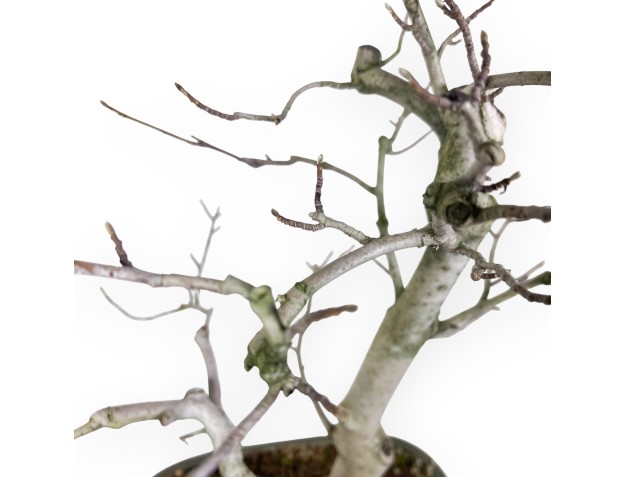 Magnolia bonsai 65 cm | Rectangular green pot 2