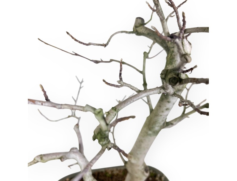 Bonsai di magnolia da 65 cm | Vaso rettangolare verde