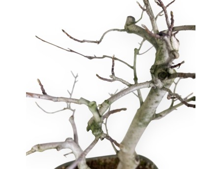 Bonsai di magnolia da 65 cm | Vaso rettangolare verde