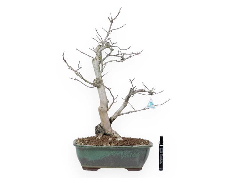 Bonsai di magnolia da 65 cm | Vaso rettangolare verde